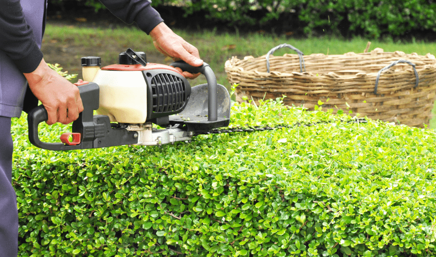SHRUB TRIMMING